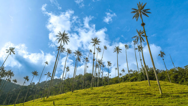 The,Cocora,Valley,In,Salento,Colombia